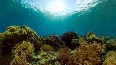 Mercan resiflerinin sualtı dünyası. Filipinler.