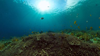 Suyun altında balıklı mercan kayalıkları. Filipinler.