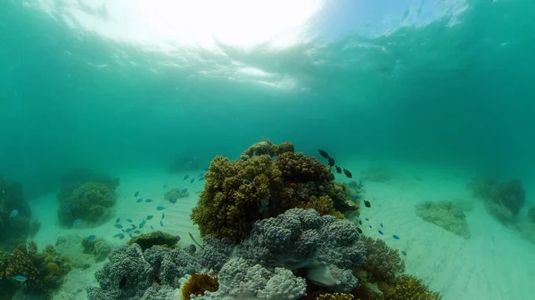 Коралловый риф и тропическая рыба. Филиппины. — стоковое фото