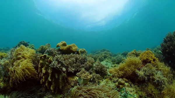 Коралловый риф и тропические рыбы под водой. Филиппины. — стоковое фото