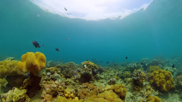 Récif corallien et poissons tropicaux. Philippines. — Photo