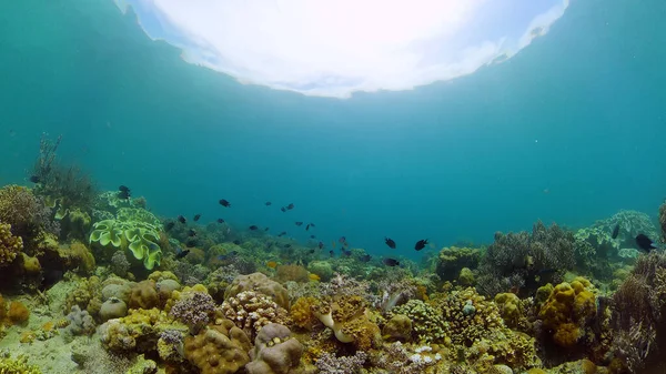 珊瑚礁的水下世界。菲律宾. — 图库照片