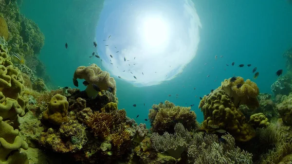 Récif corallien et poissons tropicaux sous-marins. Philippines. — Photo
