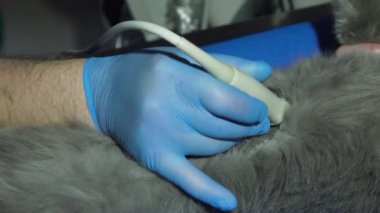 Veteriner kliniğinde ultrason teşhisi.