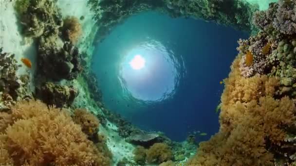 O mundo subaquático de um recife de coral. Filipinas. — Vídeo de Stock