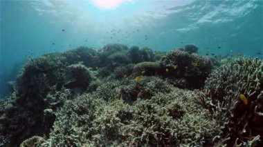 Mercan kayalıkları ve tropikal balıklar. Filipinler.