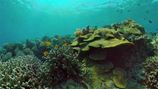 Egy korallzátony víz alatti világa. Fülöp-szigetek. — Stock videók