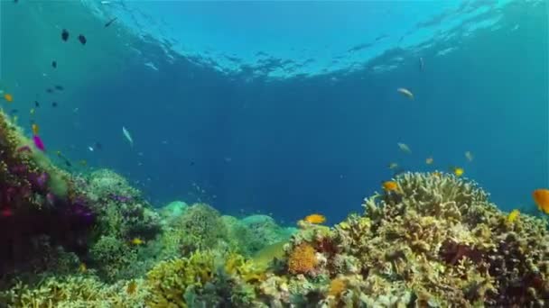 Il mondo sottomarino di una barriera corallina. Filippine. — Video Stock