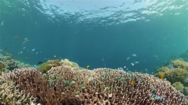 Récif corallien et poissons tropicaux sous-marins. Philippines. — Video