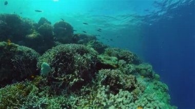 Mercan resifi ve tropikal balıklar su altında. Filipinler.