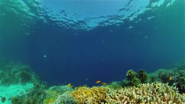 Coral reef and tropical fish. Philippines. — Stock Video