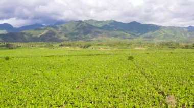 Mindanao, Filipinler 'deki muz tarlaları.