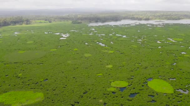 Lago con manglares en la isla de Mindanao, Filipinas. — Vídeos de Stock