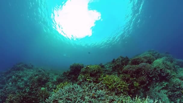 물 속에 물고기가 있는 산호초. 필리핀, 보홀. 4k 비디오. — 비디오