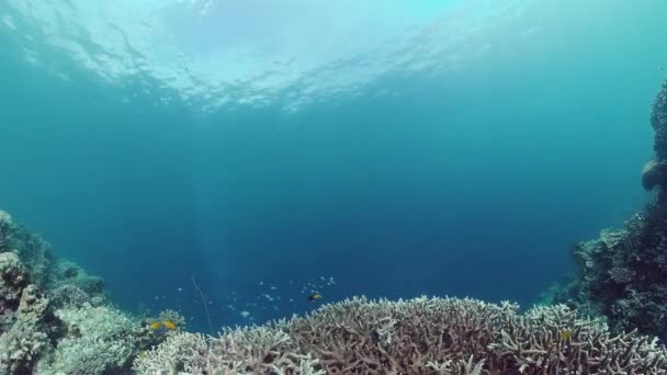 Le monde sous-marin d'un récif corallien. Panglao, Philippines. Vidéo 4k. — Video