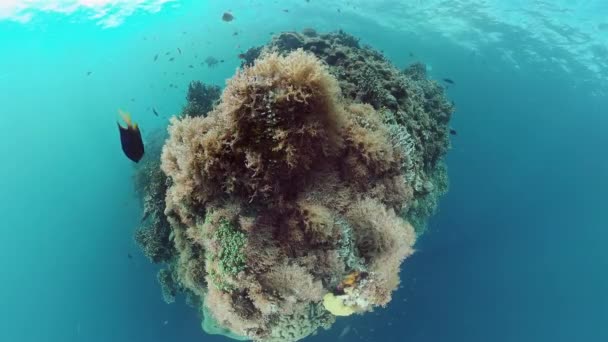 Korallenriff mit Fischen unter Wasser. Bohol, Philippinen. 4k-Video. — Stockvideo