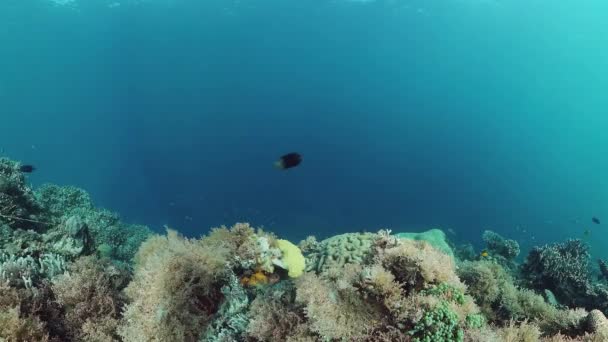 Κοραλλιογενή ύφαλο και τροπικά ψάρια. Bohol, Φιλιππίνες. Βίντεο 4k. — Αρχείο Βίντεο