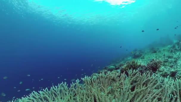 O mundo subaquático de um recife de coral. Panglao, Filipinas. 4k vídeo. — Vídeo de Stock