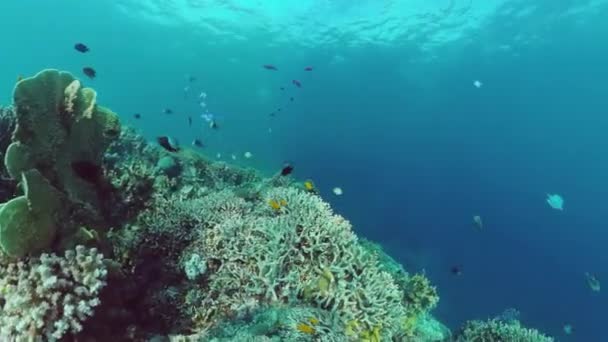 Récif corallien et poissons tropicaux. Panglao, Philippines. Vidéo 4k. — Video