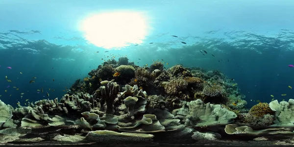 Korallzátony és trópusi halak. Fülöp-szigetek. Virtuális valóság 360 — Stock Fotó