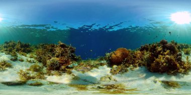 Mercan resifi ve tropikal balıklar su altında. Filipinler. Sanal Gerçeklik 360