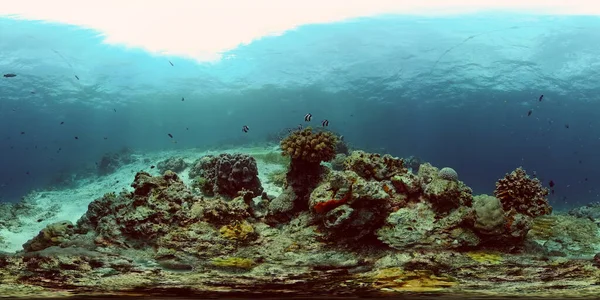Podwodny świat rafy koralowej. Filipiny. Wirtualna rzeczywistość 360 — Zdjęcie stockowe