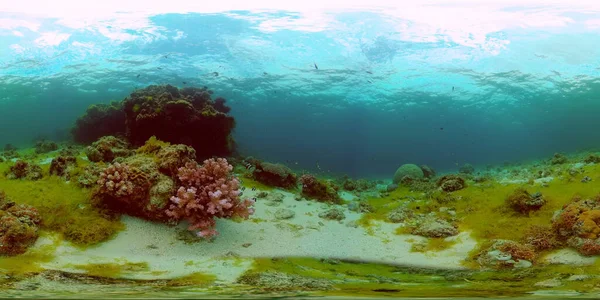 Koraalrif en tropische vissen. Filippijnen. Virtual Reality 360 — Stockfoto