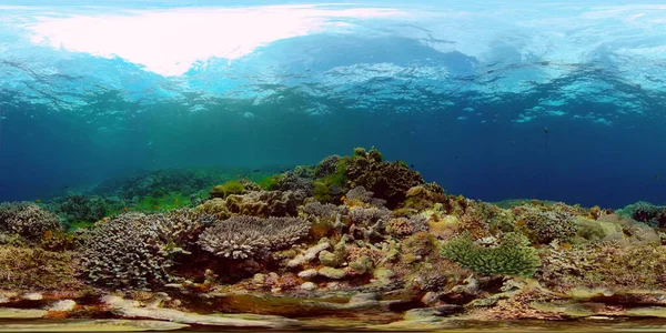 Le monde sous-marin d'un récif corallien. Philippines. Réalité virtuelle 360 — Photo