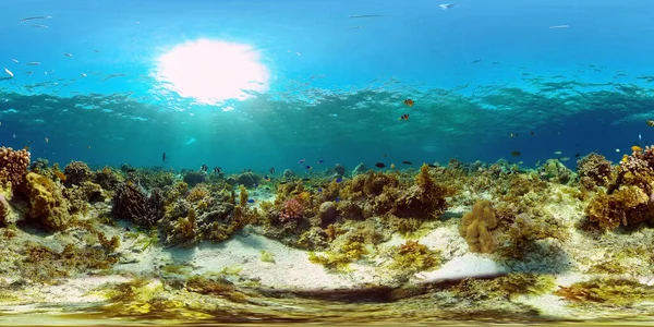 Recifes de coral e peixes tropicais. Filipinas. Realidade Virtual 360 — Fotografia de Stock