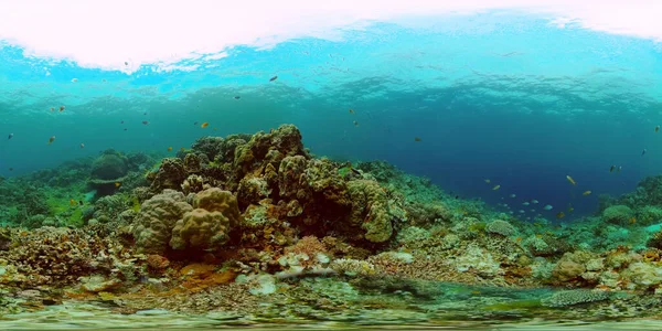 Коралловый риф и тропическая рыба. Филиппины. 360-градусный обзор. — стоковое фото