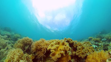 Mercan resifi ve tropikal balıklar su altında. Filipinler.