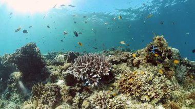 Mercan kayalıkları ve tropikal balıklar. Filipinler.