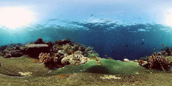 Korallrev och tropisk fisk. Filippinerna. Virtuell verklighet 360 — Stockfoto