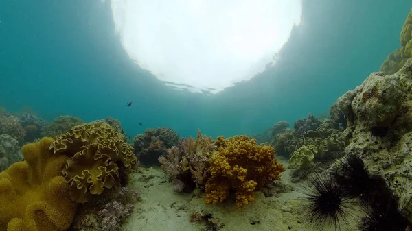 Korálové útesy a tropické ryby pod vodou. Filipíny. — Stock fotografie