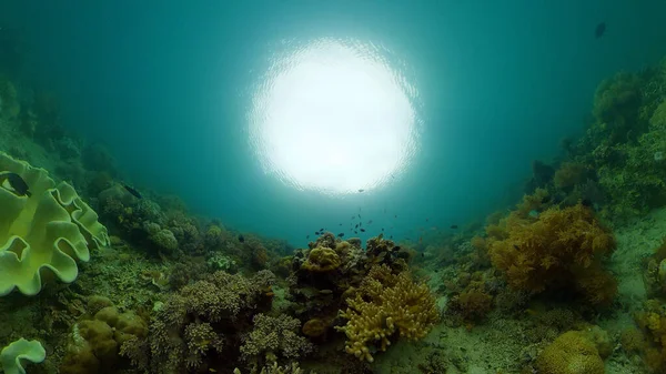 Mercan kayalıkları ve tropikal balıklar. Filipinler. — Stok fotoğraf