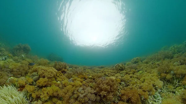 Coral reef and tropical fish underwater. Philippines. — Stock Photo, Image