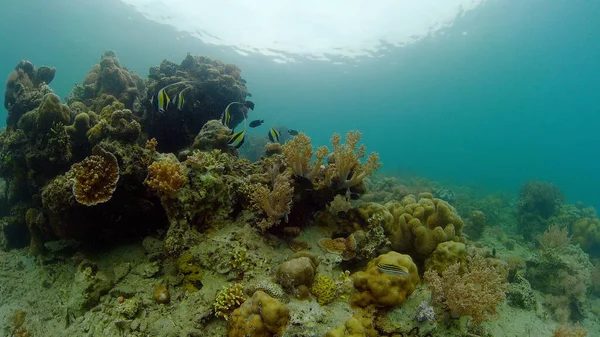 El mundo submarino de un arrecife de coral. Filipinas. — Foto de Stock