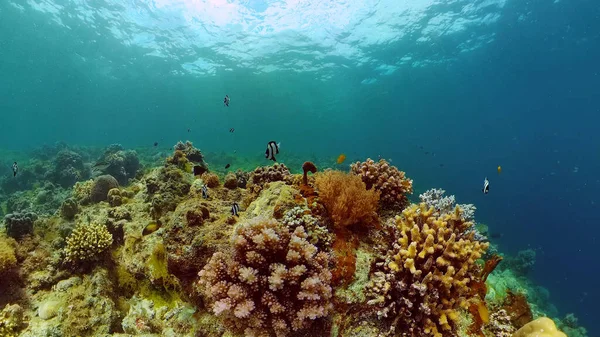 Arrecife de coral con peces bajo el agua. Filipinas. — Foto de Stock