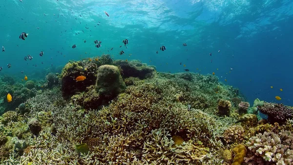 Arrecife de coral y peces tropicales bajo el agua. Filipinas. — Foto de Stock