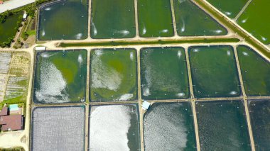 Filipinler 'deki Karides Çiftliği.