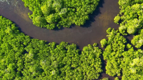 Зелені мангри. Мінданао (Філіппіни). — стокове фото