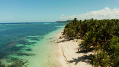 Palmiye ağaçları ve hava manzaralı tropik plaj..
