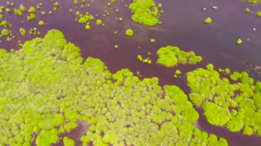 Filipinler, Mindanao adasında mangrovlu bir göl..