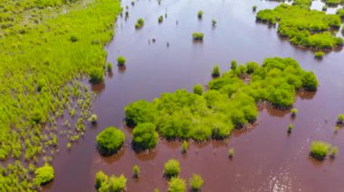 Yeşil mangrovlar. Büyük Santa Cruz Adası. Filipinler, Zamboanga.