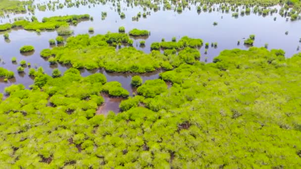 Sjön med mangrove på ön Mindanao, Filippinerna. — Stockvideo