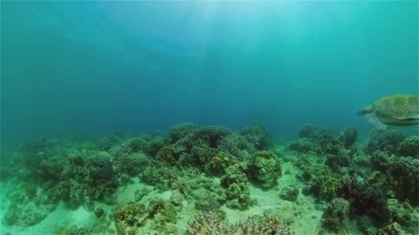 Tortue de mer dans la mer tropicale. Philippines. — Video