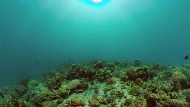 Récif corallien et poissons tropicaux sous-marins. Philippines. — Video