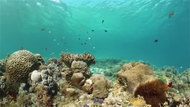 Korallrev med fisk under vatten. Filippinerna. — Stockvideo