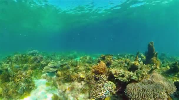 산호초와 열대어입니다. 필리핀. — 비디오