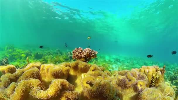 Korálové útesy a tropické ryby pod vodou. Filipíny. — Stock video